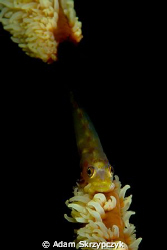 Goby on whipcoral by Adam Skrzypczyk 